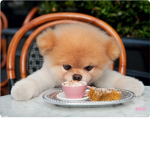 hi everyone can join it is all dogs