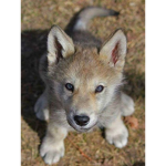 Wolf_Walkers
