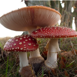 mushroomgore