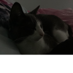The Kittens Unite