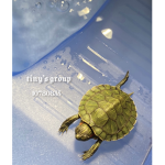 Tiny’s little group