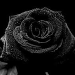 The Dark Roses YT