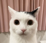 S I n g l e