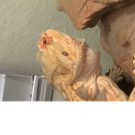 Brownie bearded dragon group
