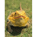 Bearded Boi