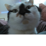 Fellow cheesesticks