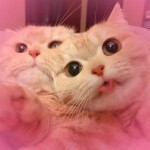 ʕ ̳• · • ̳ʔ