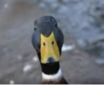 duckies good luckies!!!