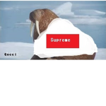 Walrus's united!