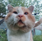 A Rebel cat
