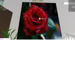 #Roses Forever