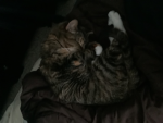 Cocoa’s cozy cool group