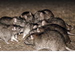 ratas