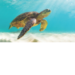 Turtle :p