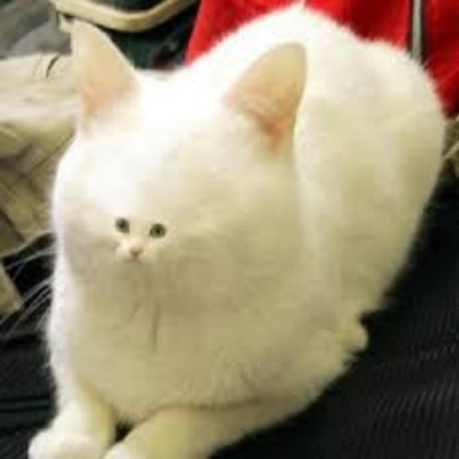 cat Roblox decal