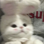 Hyper Kitty