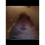 The Hamsters :D