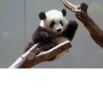 White Pandas