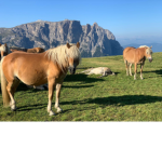 Schöne Pferde Gruppe