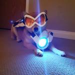 doge watch!