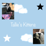 Tallie’s Kittens