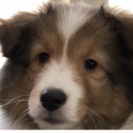 Aaron’s Puppy Squad!!!