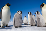 ICED GANG :D