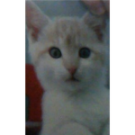Marshmellow Cutiepie