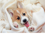 "Angelic Corgis!"