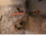 Group doggy