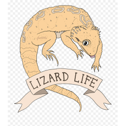 lizard life