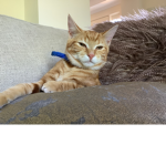 Mr Lenny
