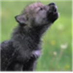 wolf lovers group