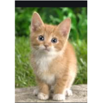 Kitty club Members only_kitty