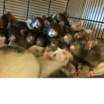 Rat Fest :)
