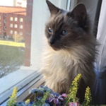 kittycupid.