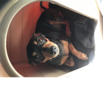 Il mio cane