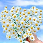 NotThedaisiesqaud