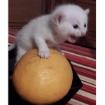 R3333333333333333333333333333