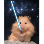 hammie warriors