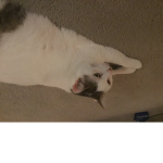Cat love!!