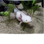 Group for axolotl fans