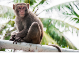 Monky Mania [BETA]