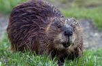 The beavers army