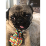 Crash the pug