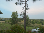 Awesome tree branch studios