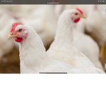 THE BIG CHICKENS THAT LOVE CHICKENS