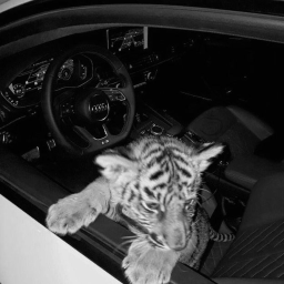 rawr