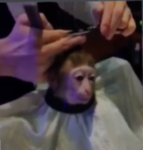 monke crew69