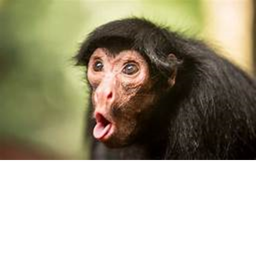 monkey land gang hideout